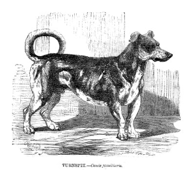 turnspit dog